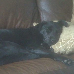 Meet your Posher, Sparky