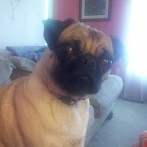 Meet your Posher, Anne