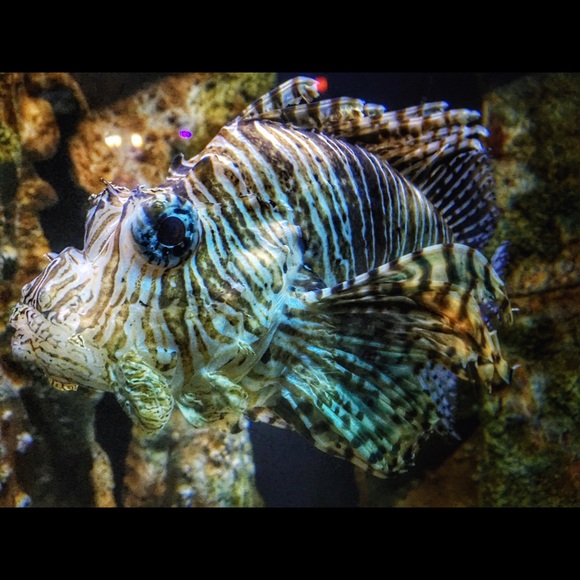 Meet your Posher, David - Picture 1 of 1