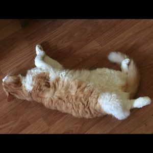 Meet your Posher, James