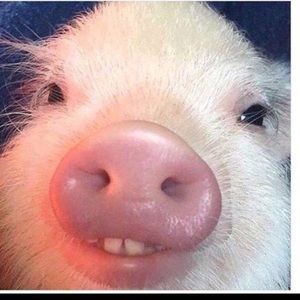 Meet your Posher, Sam