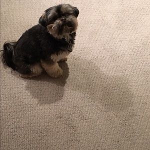 Meet your Posher, Cameron