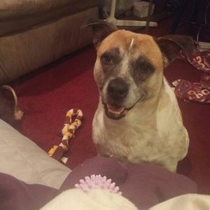 Meet your Posher, Joy