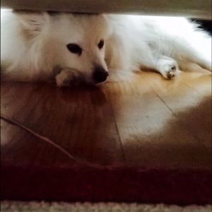 Meet your Posher, Ella