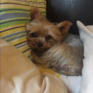 Meet your Posher, Ryan