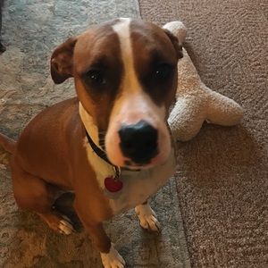 Meet your Posher, Josh