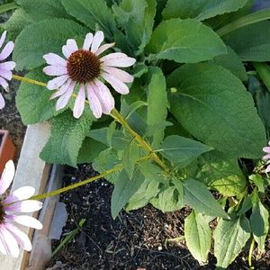 Meet your Posher, Angeline