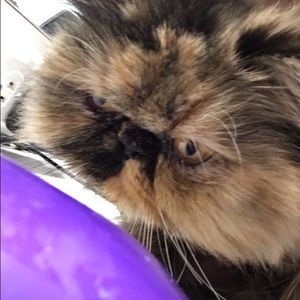 Meet your Posher, Summer