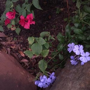 Meet your Posher, Allie