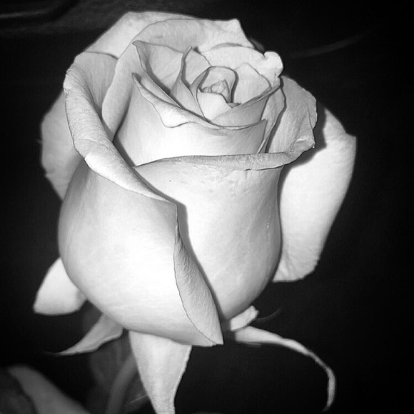 Meet your Posher, Lauren - Picture 1 of 1