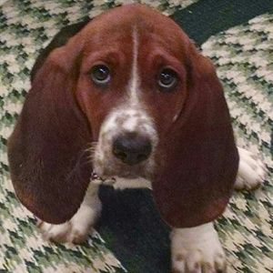 Meet your Posher, Bridgett