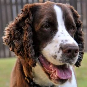 Meet your Posher, Piper