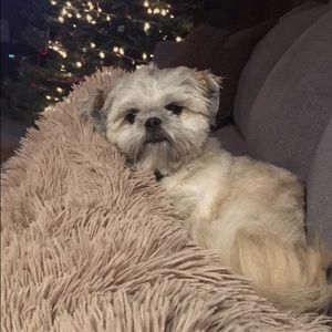 Meet your Posher, Ava