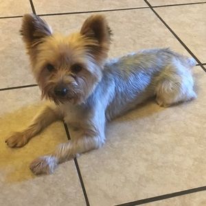 Meet your Posher, Alex