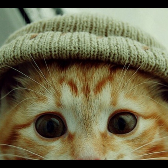 Meet your Posher, Timothy - Picture 1 of 1