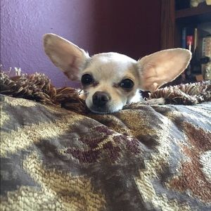 Meet your Posher, Chris