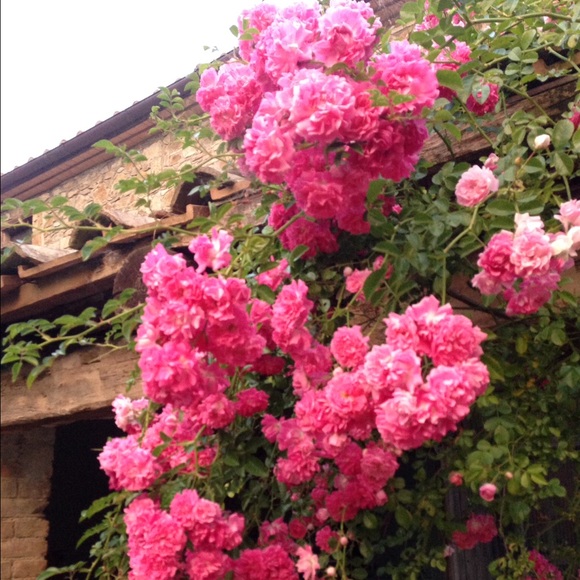 Meet your Posher, Heather. I love style and deals - Picture 2 of 3