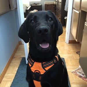 Meet your Posher, Alexis