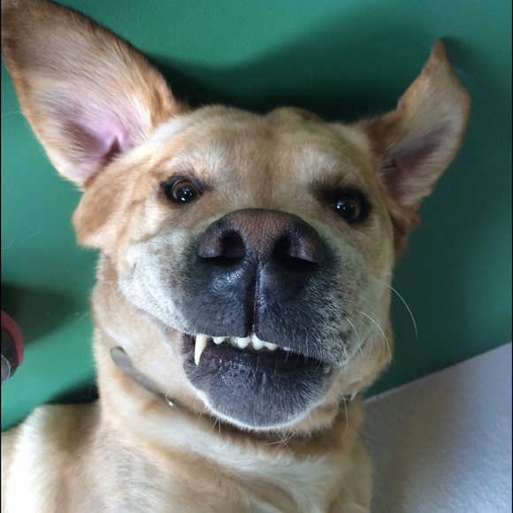 Meet the Posher, Reneé - Picture 3 of 3