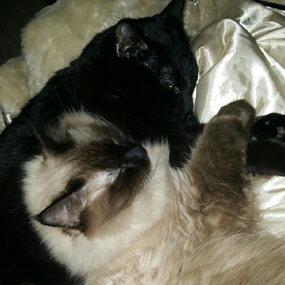 Meet your Posh Ambassador Beth! - Picture 3 of 8