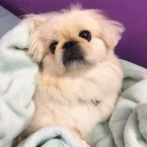 Meet your Posher, Debbie