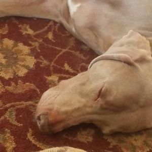 Meet your Posher, Diana