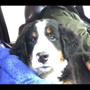 Meet your Posher, Dana