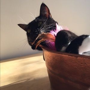 Meet your Posher, Elvira