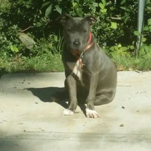 Meet your Posher, Joe