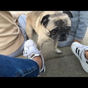 Meet your Posher, Daisy