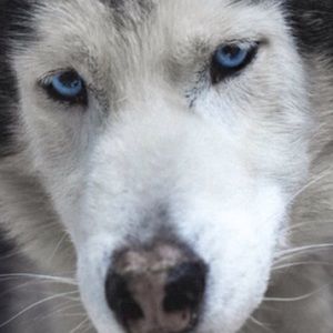 Meet your Posher, Isabel