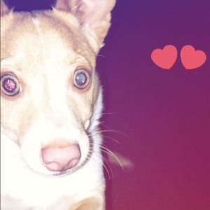 Meet your Posher, Genesis