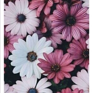 Meet your Posher, Bree