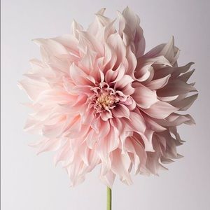 Meet your Posher, Vikke