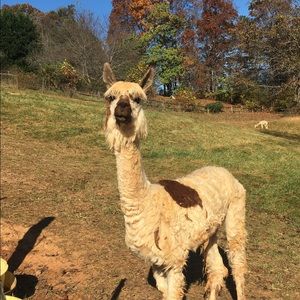 Meet your Posher, Stacy