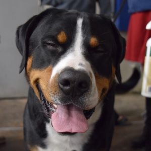 Meet your Posher, Julie