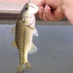 Meet your Posher, Preston