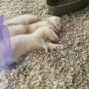 Meet your Posher, Cosmin