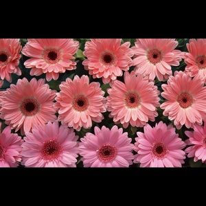 Meet your Posher, Marissa