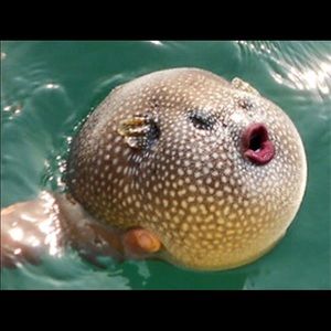 Meet your Posher, Ian