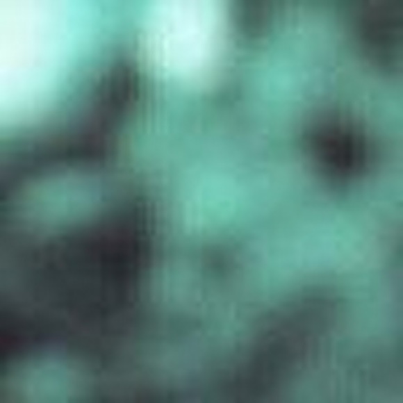 Meet your Posher, Peyton - Picture 1 of 1