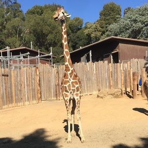 Meet your Posher, Connie