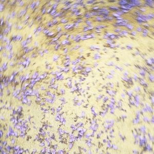 Meet your Posher, Hector