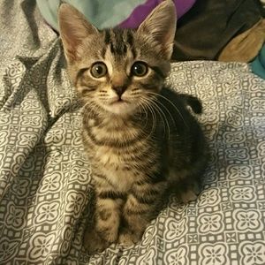 Meet your Posher, Harley