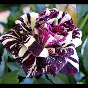 Meet your Posher, Francesca