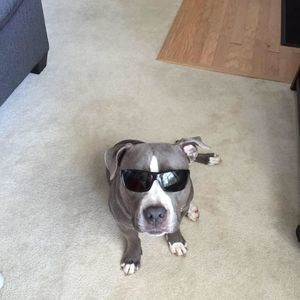 Meet your Posher, Troy