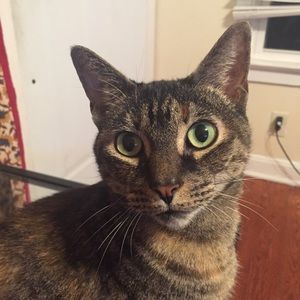 Meet your Posher, Stella