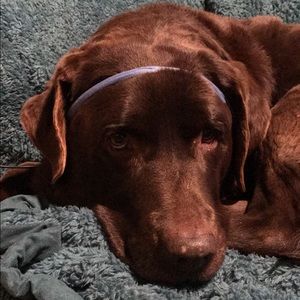 Meet your Posher, Lexi