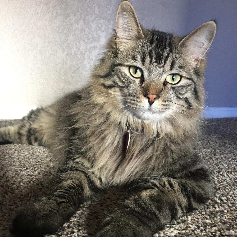 Meet your Posher, Mon Z