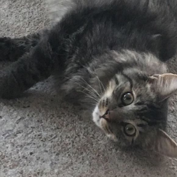 Meet your Posher, Mon Z - Picture 3 of 6